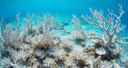 coral bleaching ecosystem crisis