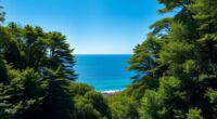 forests and oceans absorb co2