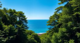 forests and oceans absorb co2