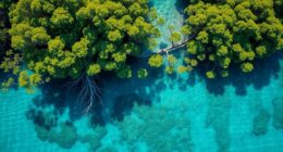 mangrove and seagrass carbon