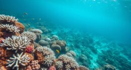 seas becoming more acidic