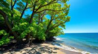 trees and oceans regulate carbon