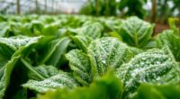 controlling mildew in greenhouses