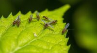 controlling thrips and whiteflies