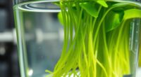 hydroponic water quality standards