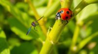 predators and parasitoids control