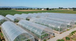 top 15 greenhouse films