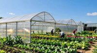 top market garden greenhouse kits