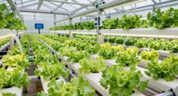 top nft hydroponic lettuce systems
