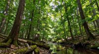 carbon cycling in forests