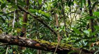 ecological and human impacts