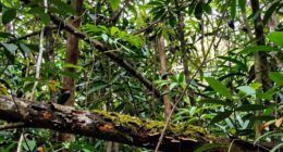 ecological and human impacts