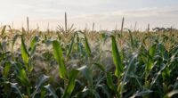 enhances crop protection quietly