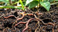 enhances resilience through soil