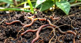 enhances resilience through soil