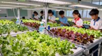 hydroponics fosters systemic understanding