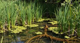 natural water filtration system