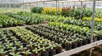 propagation versus production areas
