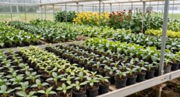 propagation versus production areas