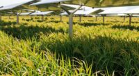 shade systems improve crop survival