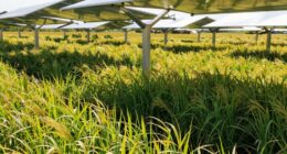 shade systems improve crop survival