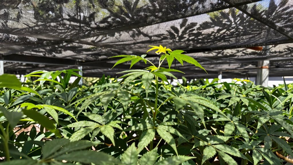 shade systems optimize plant growth