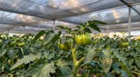 shade systems protect plants