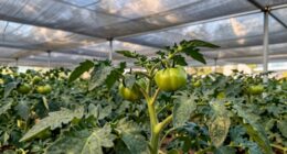 shade systems protect plants