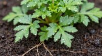 soil moisture affects plants