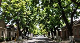 tree cover benefits neighborhoods
