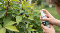 Is That a June Bug or Japanese Beetle? How to Tell the Difference Before One Wrecks Your Summer Garden