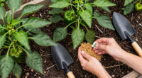 Topping pepper plants: When, why, and how to do It right