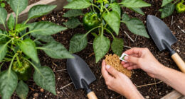 Topping pepper plants: When, why, and how to do It right