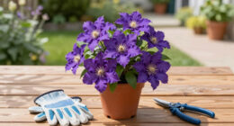 What to Do With Clematis in June for Big Blooms That Return Year After Year – 5 Easy Tasks to Do Before the End of the Month