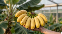 Bananas Sprout In Rayleigh Garden UK After 15 Years