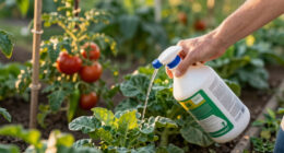This Is the Best Time to Fertilize Your Vegetable Garden for a Bigger Harvest – and the 1 Time You Should Never Feed Plants
