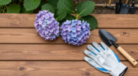 This Overlooked Hydrangea Cousin Is The Native Flowering Vine More Gardeners Should Be Growing