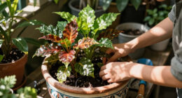 This Tropical Annual Is Always a Must-Have in My Shady Summer Containers for Colorful Blooms & Glossy Foliage
