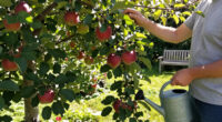 5 Self-Pollinating Fruit Trees To Plant This Fall – You Only Need One Tree To Grow A Huge Crop Of Delicious Fruit