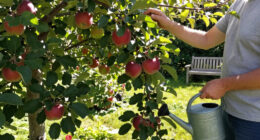 5 Self-Pollinating Fruit Trees To Plant This Fall – You Only Need One Tree To Grow A Huge Crop Of Delicious Fruit