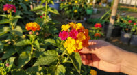 8 Best Year-Round Flowering Plants in 2026
