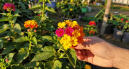 8 Best Year-Round Flowering Plants in 2026