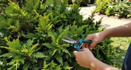 8 Plants You Should Never Prune In August – No Matter How Messy Or Overgrown They Look