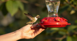 How To Hand-Feed Hummingbirds – 6 Critical Secrets To Enjoy This Heartwarming Garden Experience