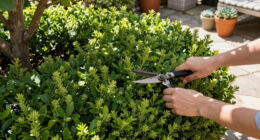 Move Over Boxwood! Kevin Bacon's Drought-Tolerant Privacy Scheme Is A Smarter Way To Screen Your Yard