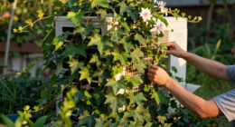 These 5 Fast-Growing Plants Hide AC Units Beautifully And Reduce Sound – Without Blocking Airflow
