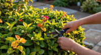 These 8 Gorgeous Fast-Growing Privacy Plants Create A Sanctuary Of Color, Texture And Fragrance Before Fall