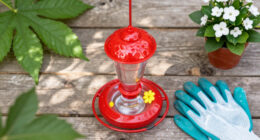 This $20 Garden Item Will Help Hummingbirds Survive The Great Migration