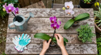What Orchids Need In August To Keep Blooming Through Fall & Winter – 6 Easy Tasks To Do Now For More Flowers
