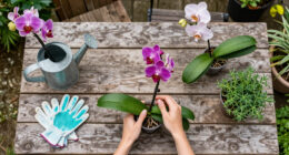 What Orchids Need In August To Keep Blooming Through Fall & Winter – 6 Easy Tasks To Do Now For More Flowers